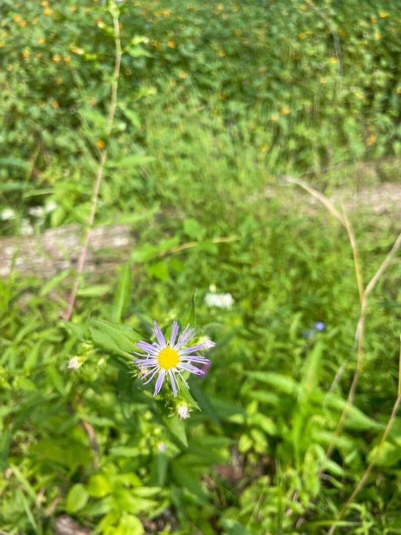 Aster punice 2