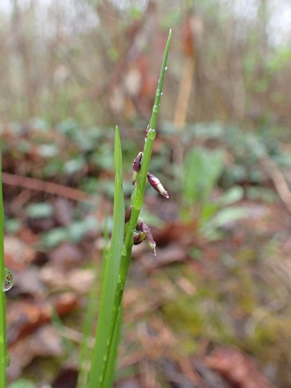 Erba perla pendula 15