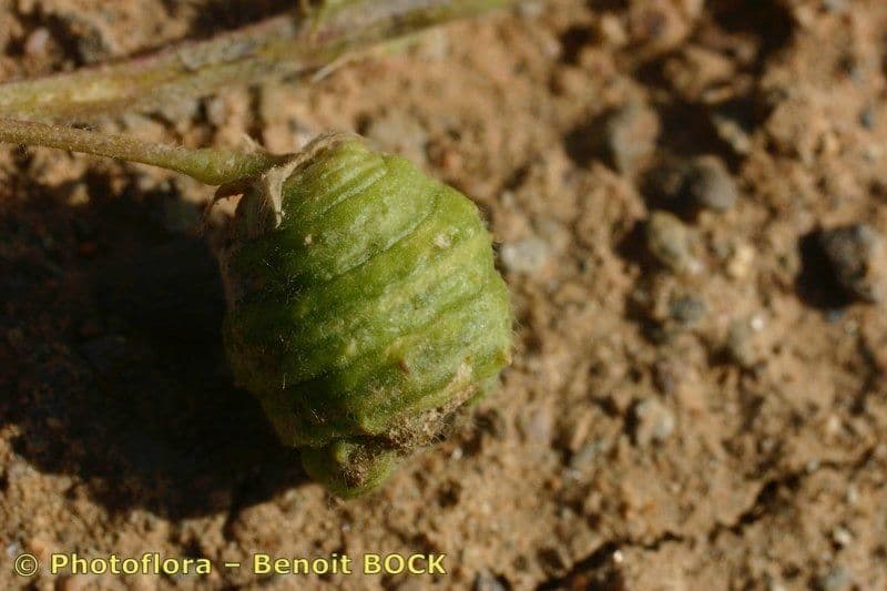 Trébol de barril 3