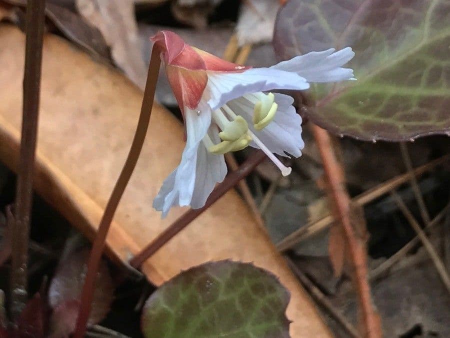 Shortia