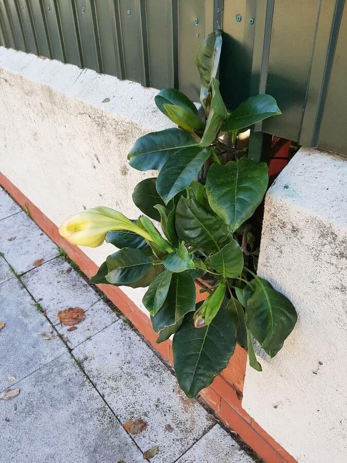 Kelchblume 28