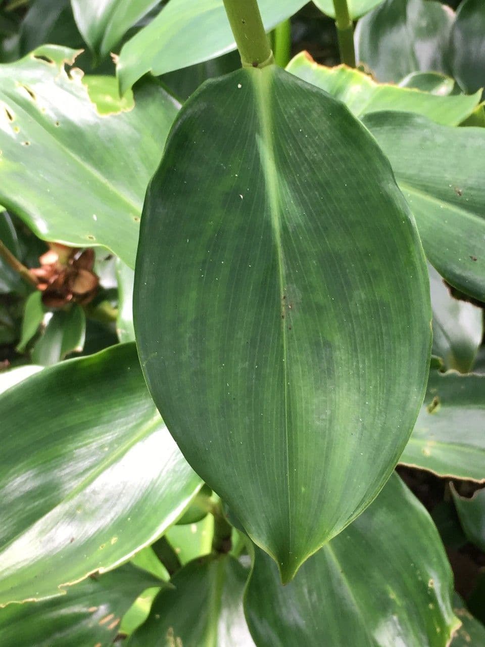 Costus 14