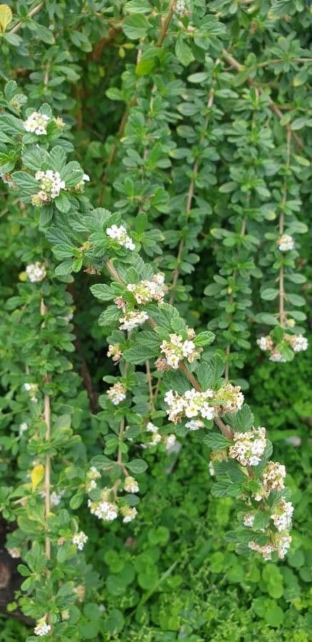 Puerto-Rico-Oregano 16