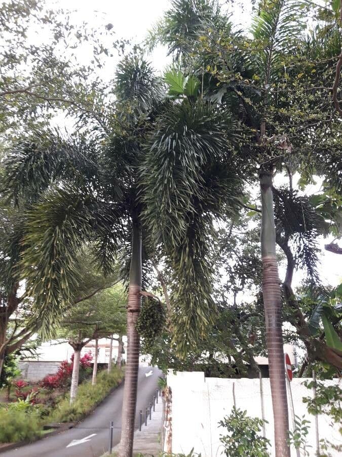 Fuchsschwanzpalme 14