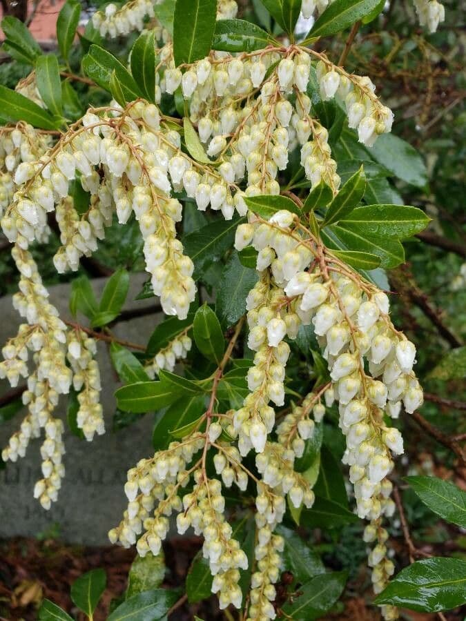 Pieris giapponese 6