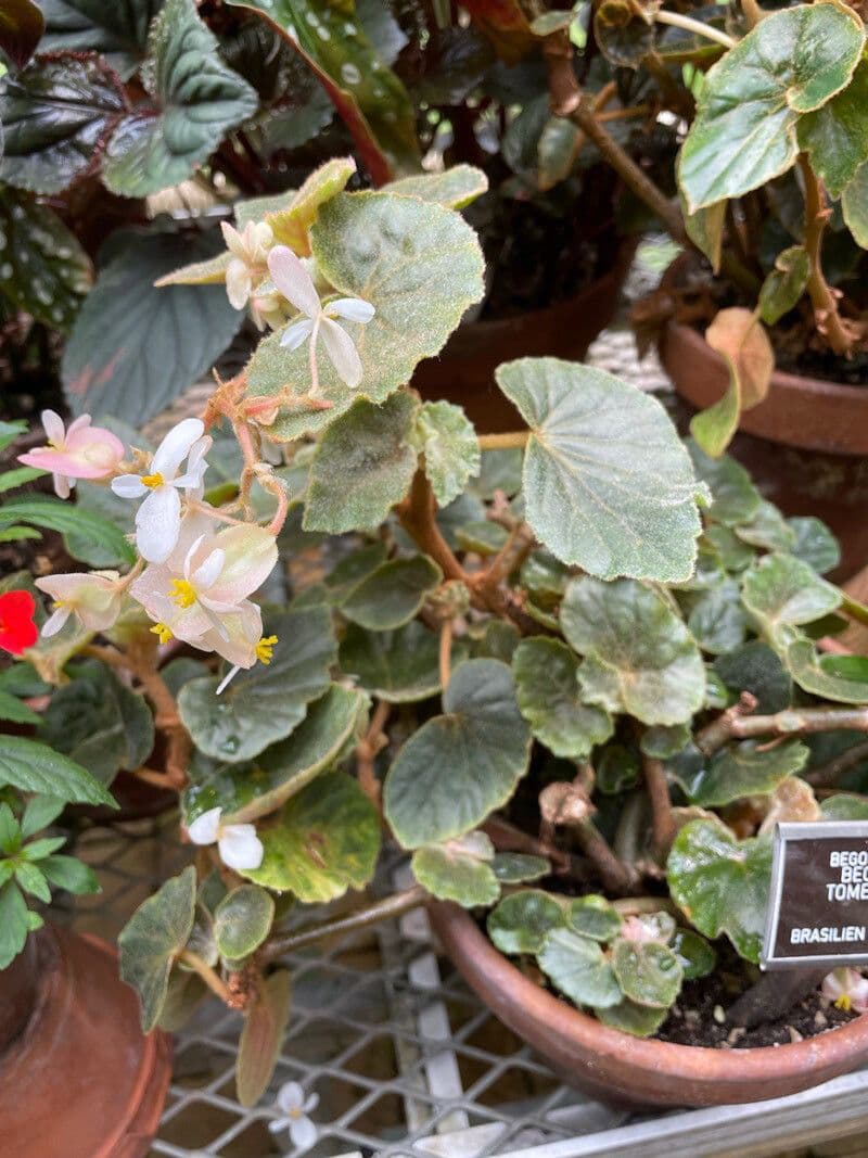 Begonia 3
