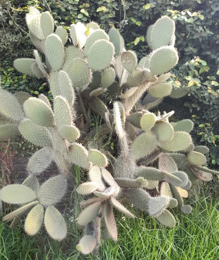 Opuntia leucotricha 15