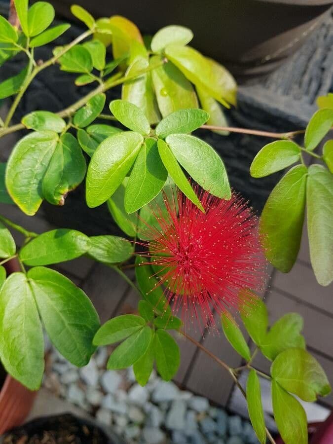 Calliandra 9