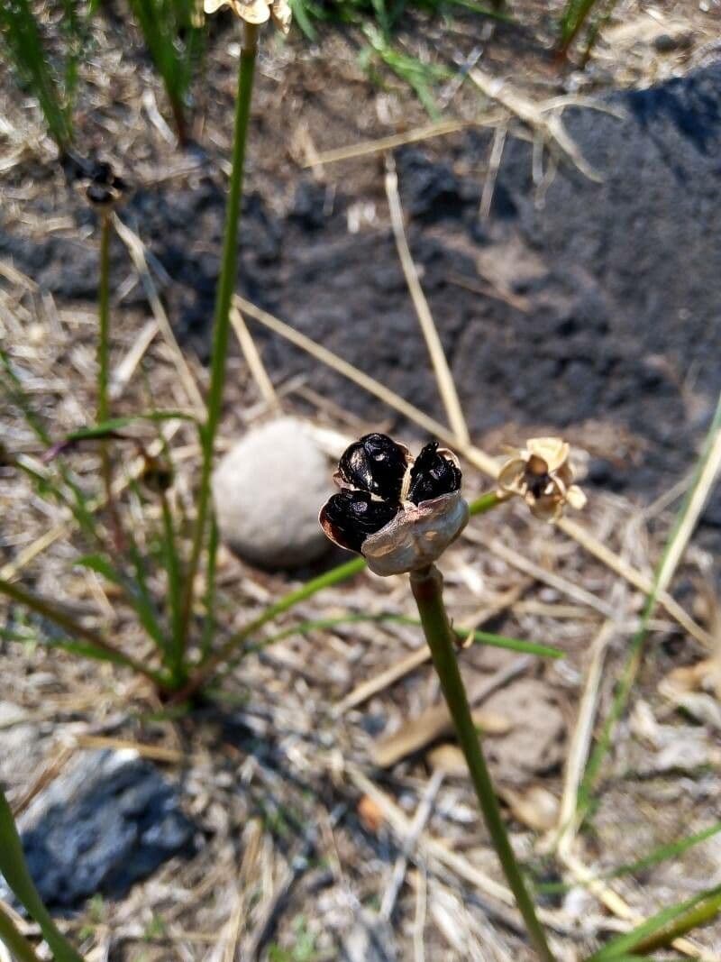 Zephyranthes