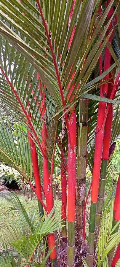 Palma rossetto 10
