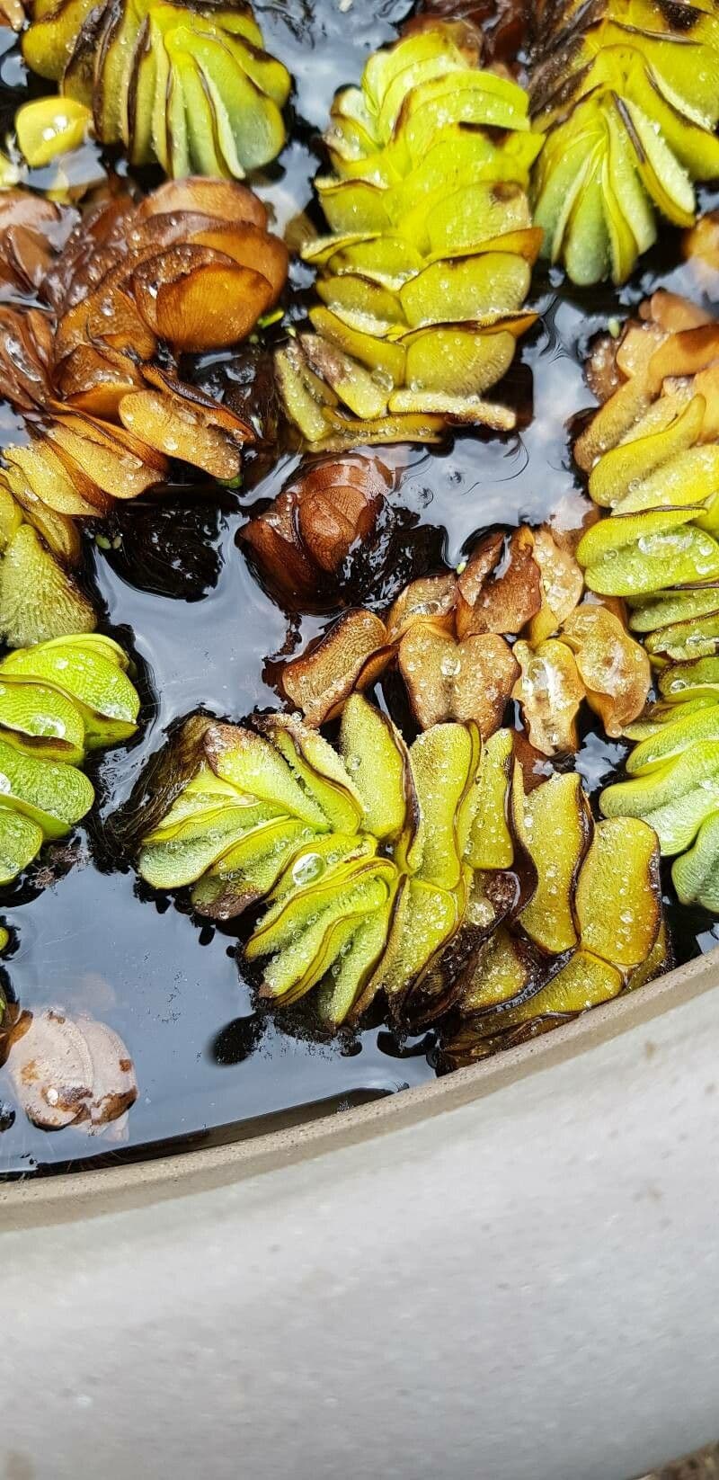 Salvinia ucholistá 6