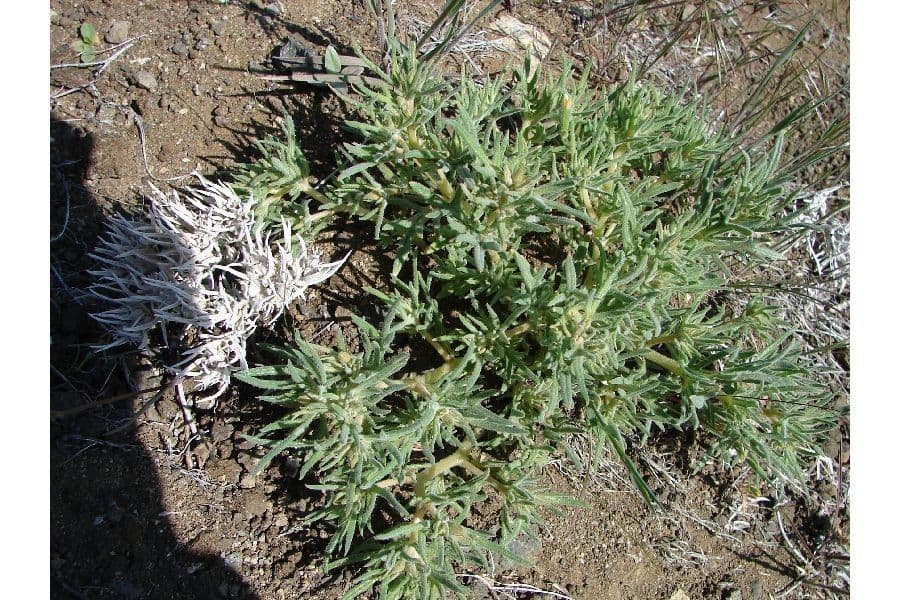 Mentzelia 6