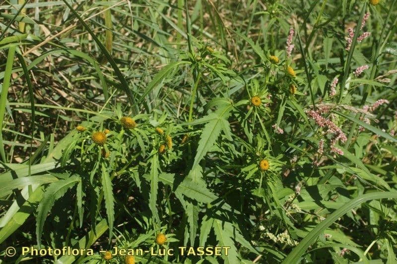 Bidens radiata 12