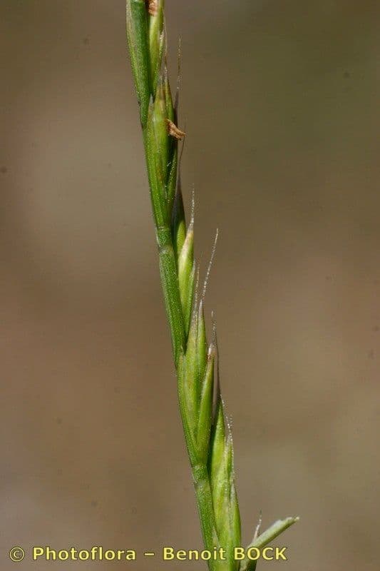Festuca di Lachenal 4