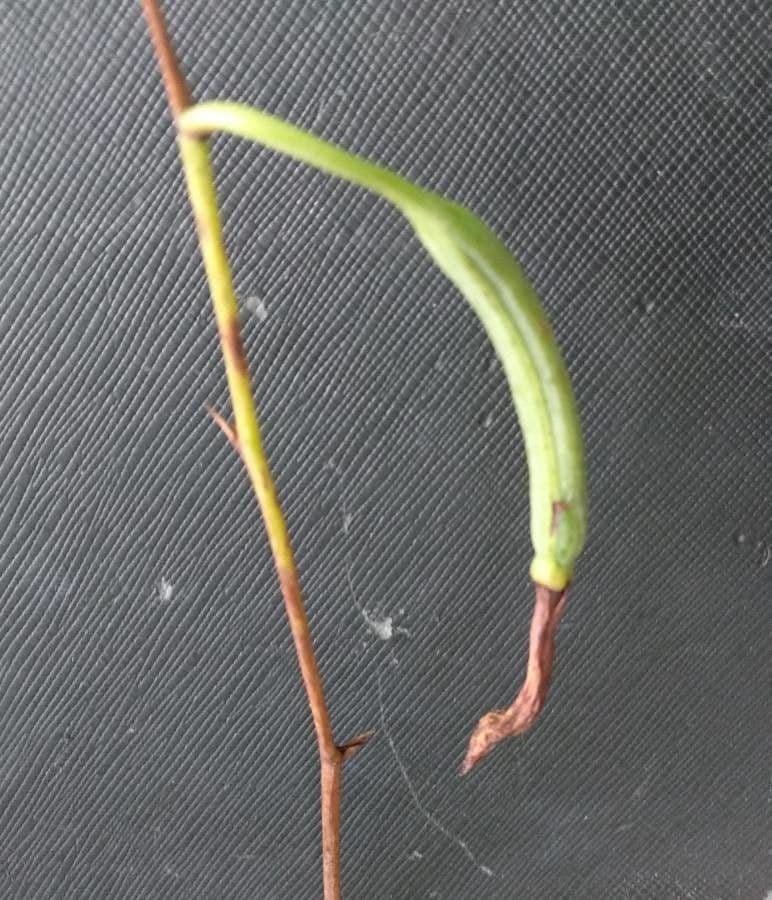 Epistephium sclerophyllum