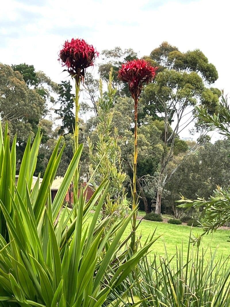Doryanthes 5