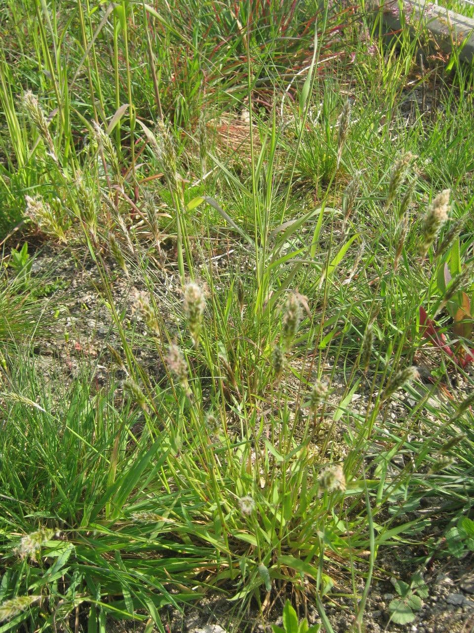 Paleo odoroso 14