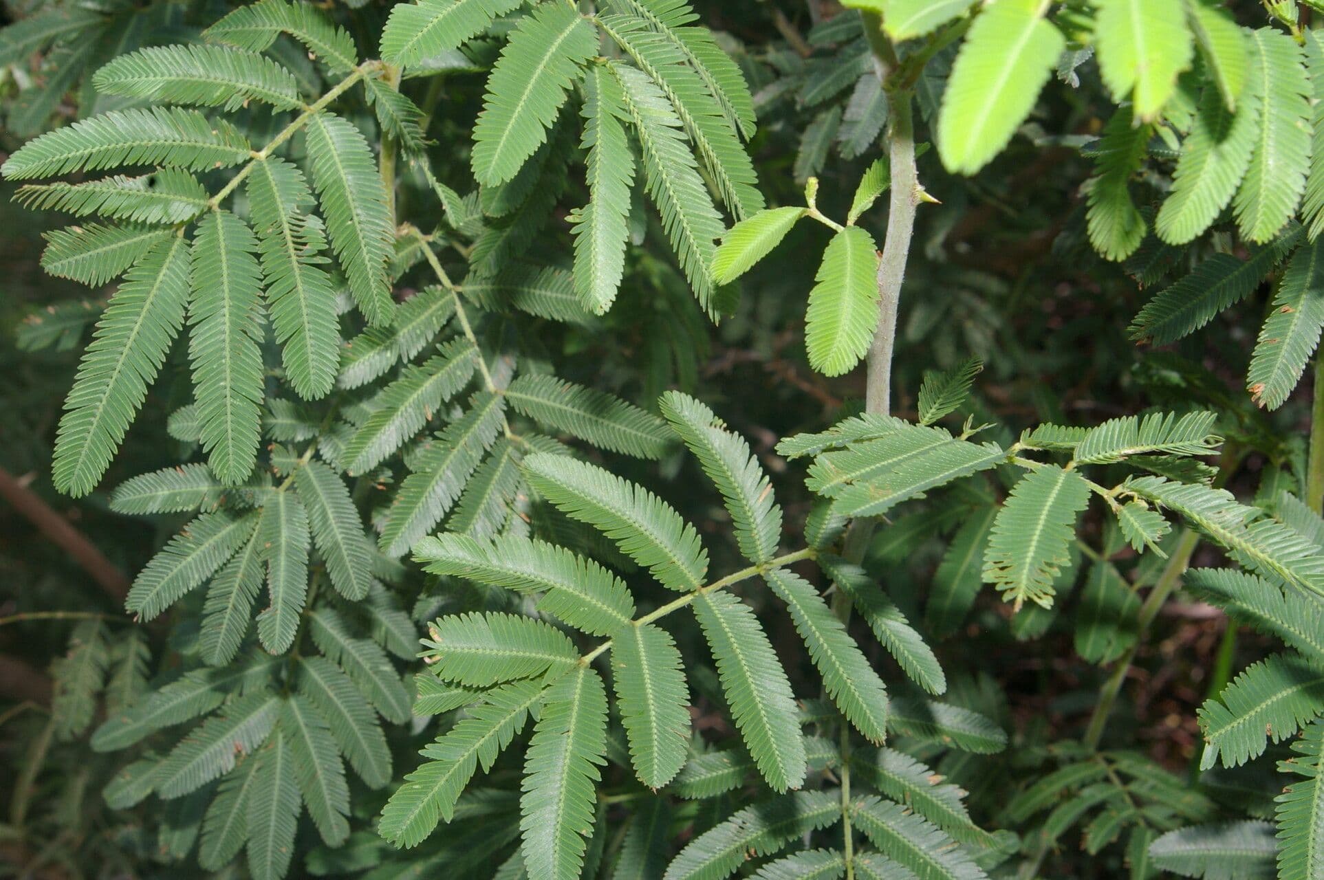Mimosa 2