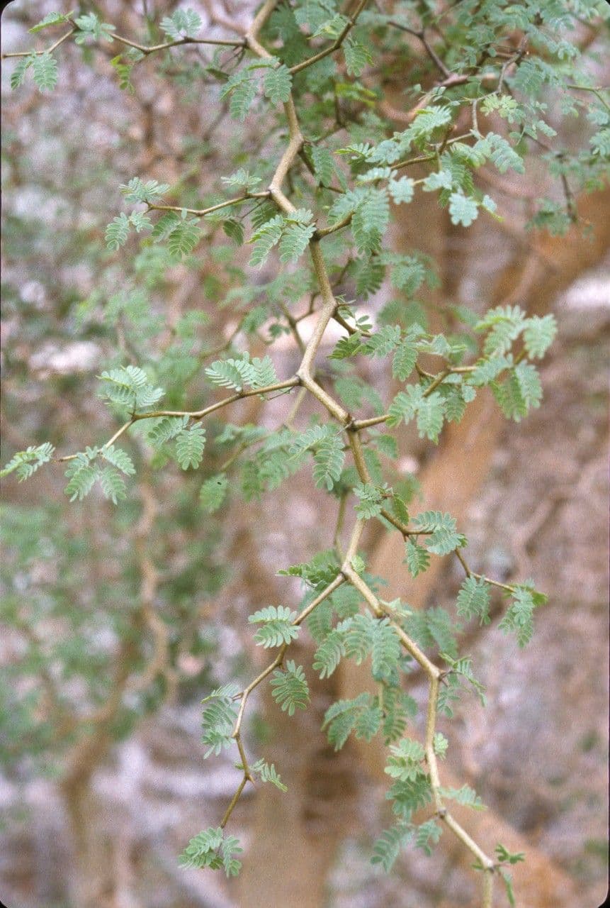 Mimosa