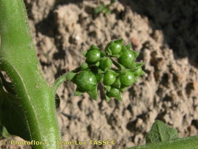 Solano argentino 5