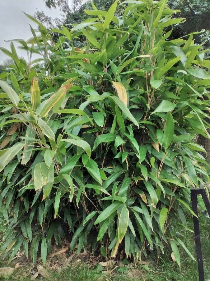 Indocalamus 5