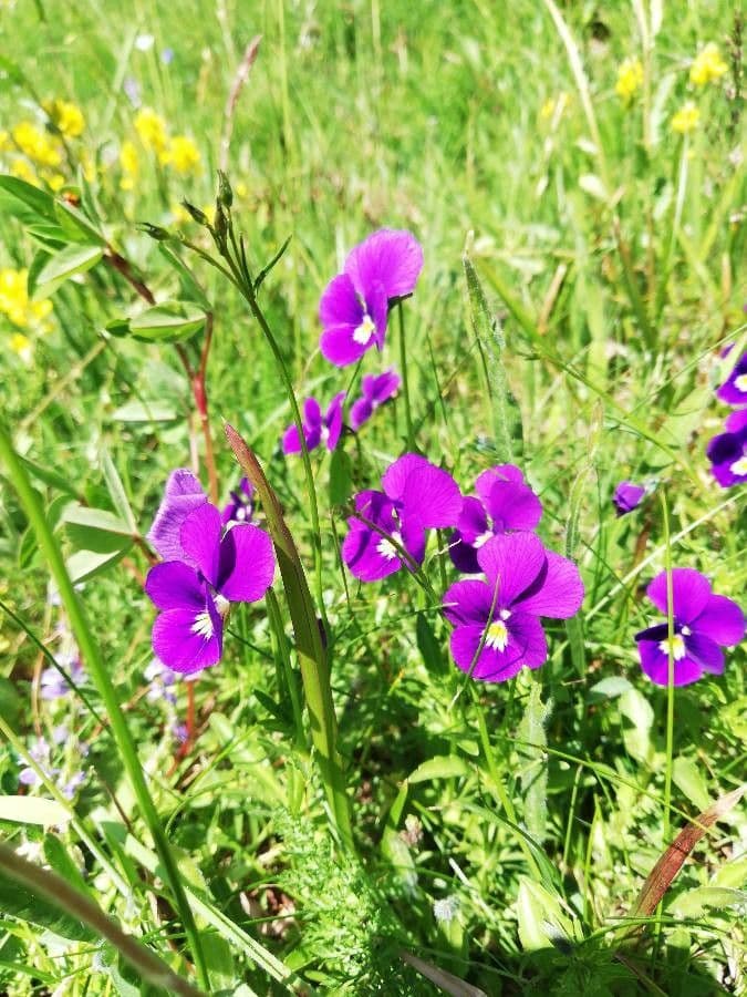 Viola gialla 5