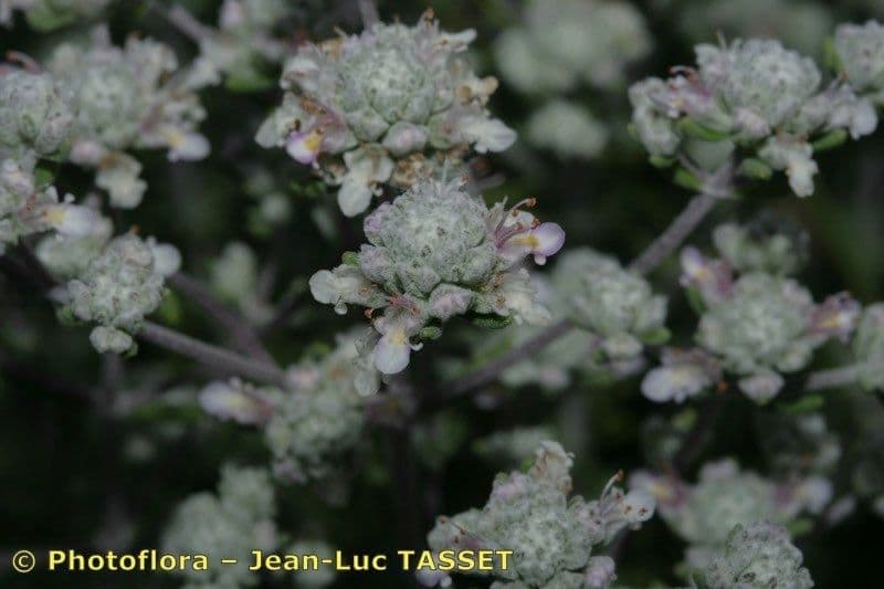 Teucrium lusitanicum