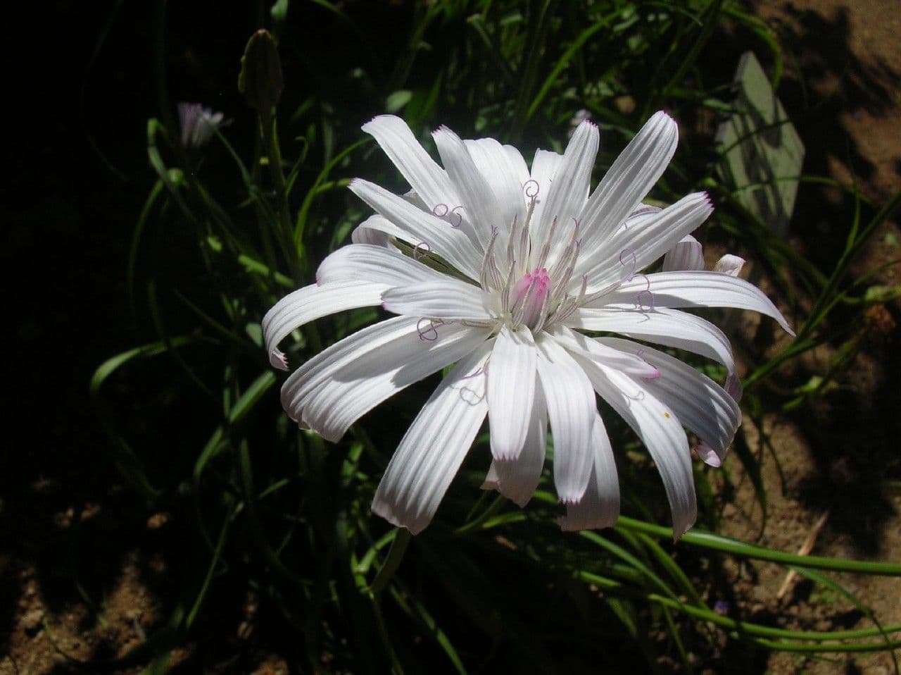 Podospermum rosato