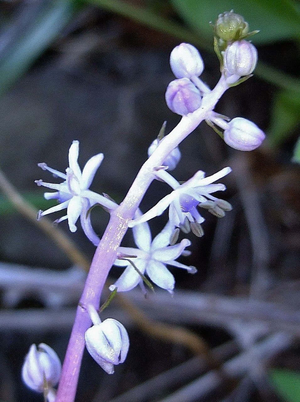 Scilla 7