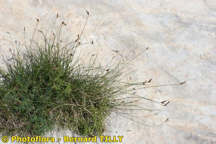Carex mucronata 9