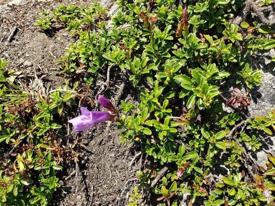 Penstemon Davidsona 11