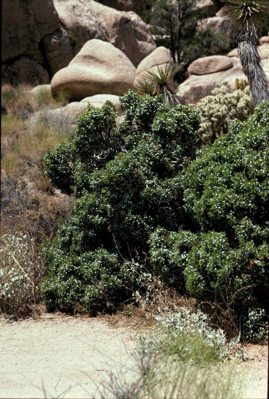 Ginepro della California 3