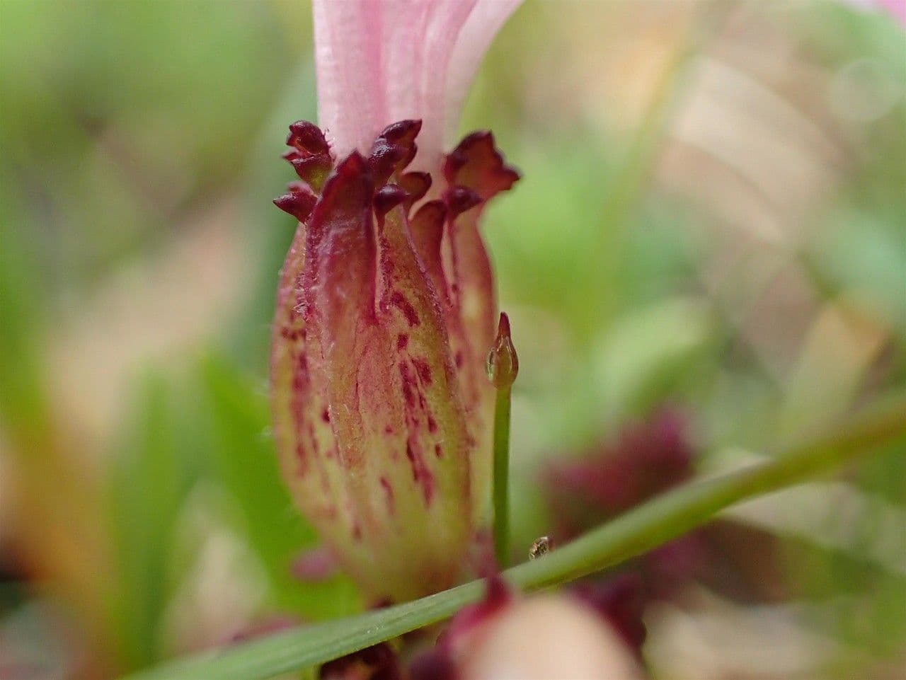Pedicularis kerneri 16