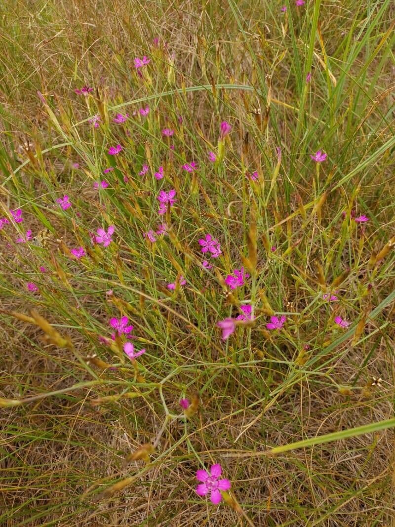 Heide-Nelke 16