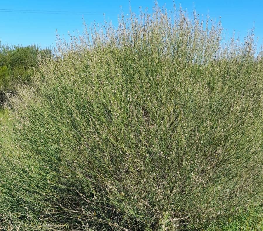 Baccharis 8