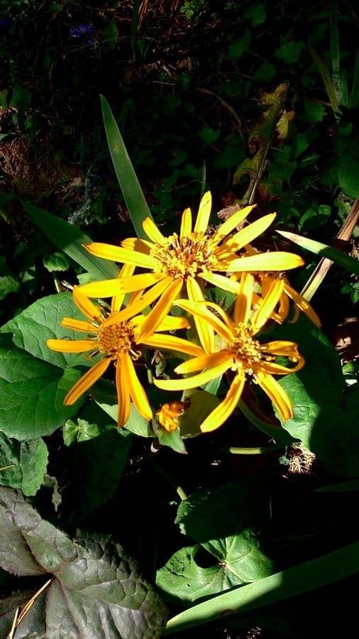 Ligularia dentata 6