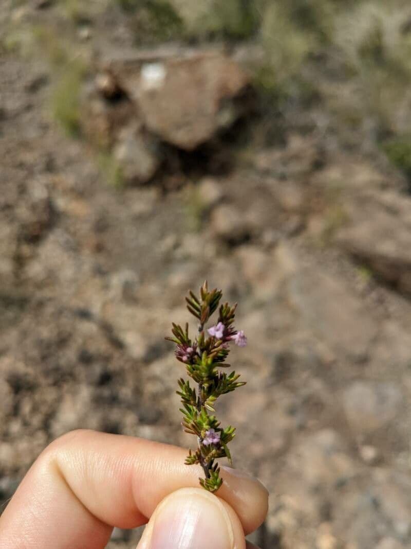 Micromeria 15
