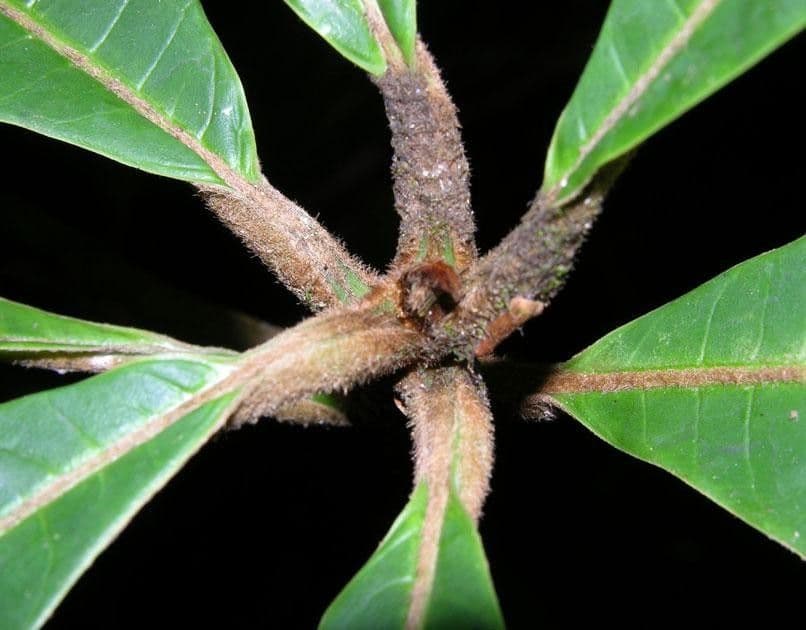 Pouteria bracteada 7