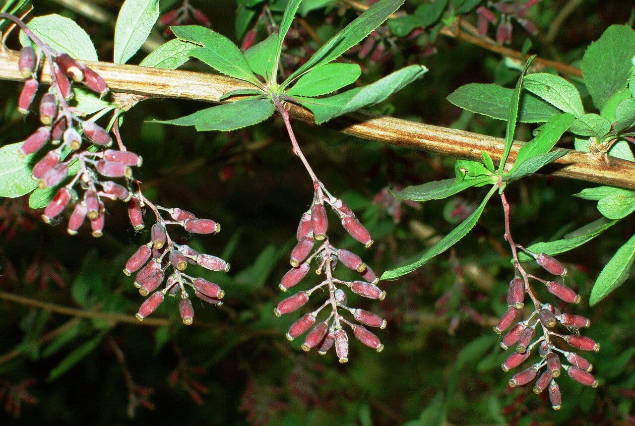 Berberitze 3