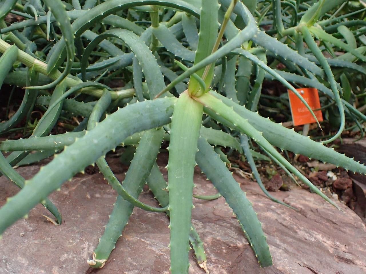 Aloe 3