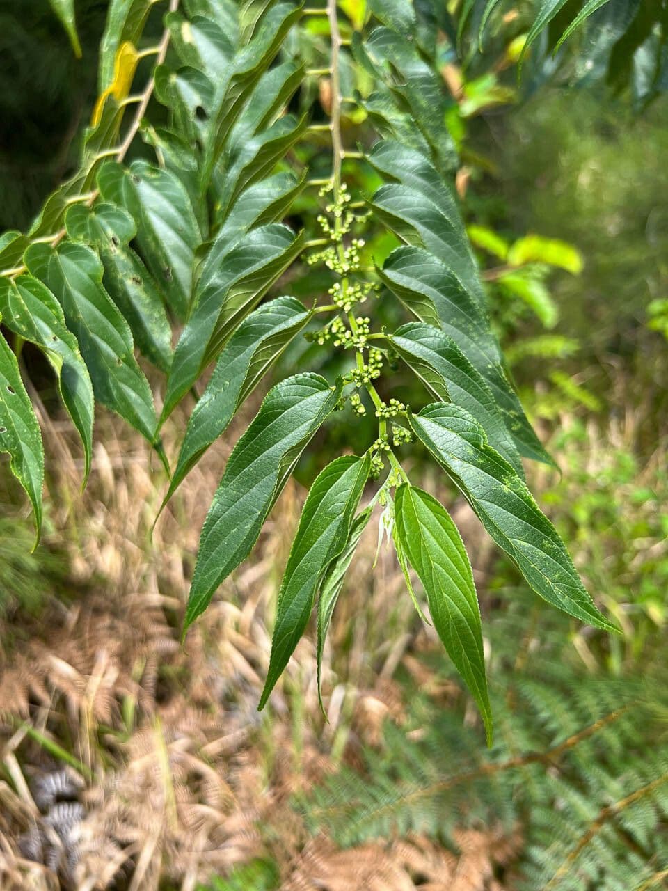 Trema canapa 9