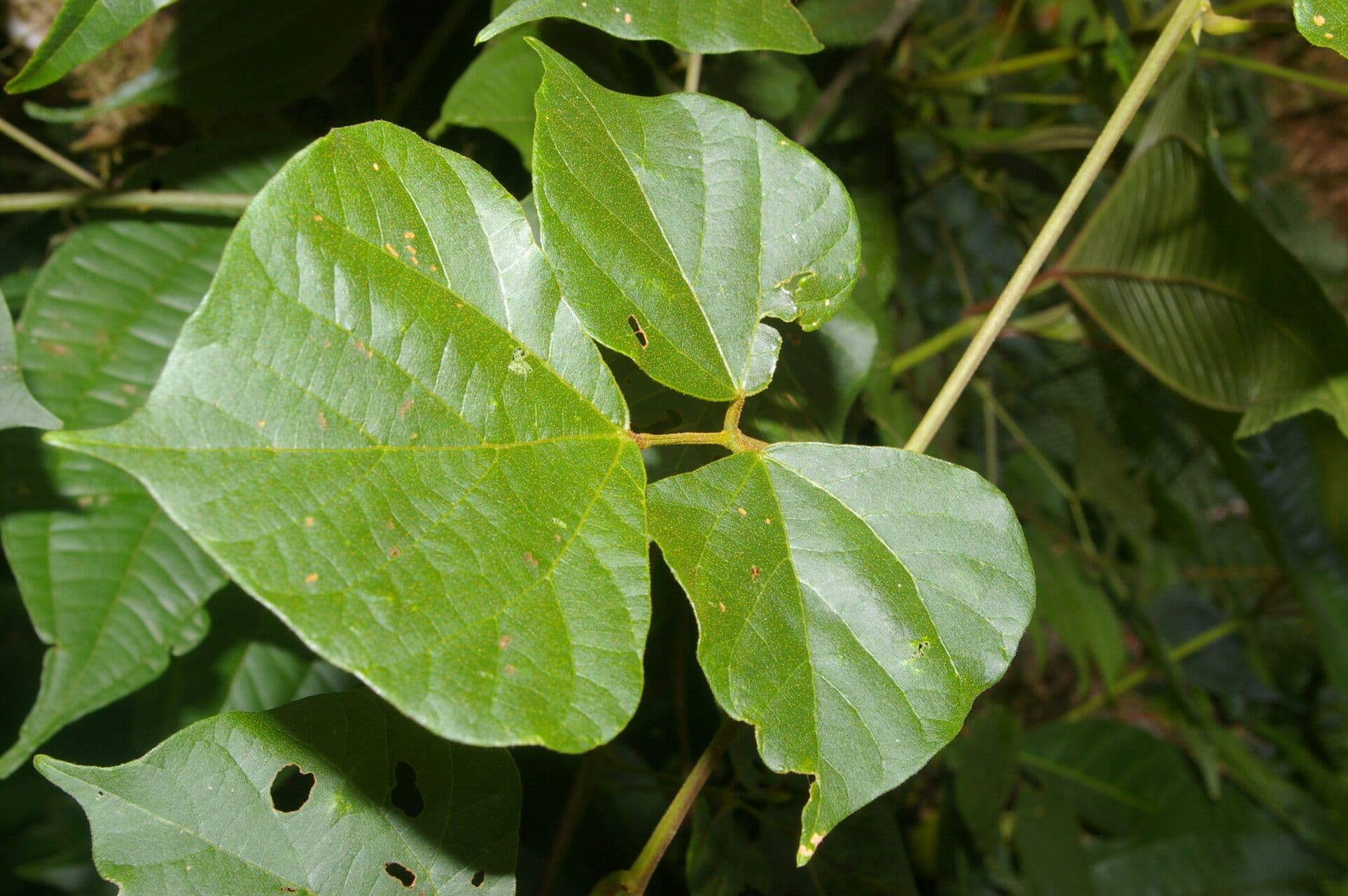 Rhynchosia 11