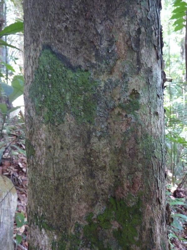 Apeiba glabra 4