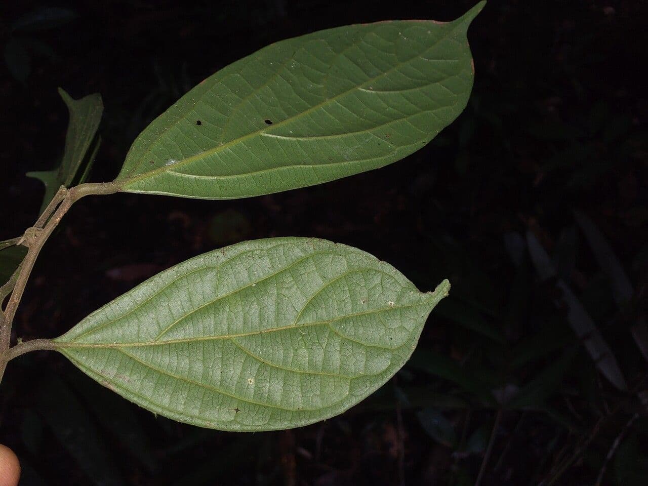 Ocotea