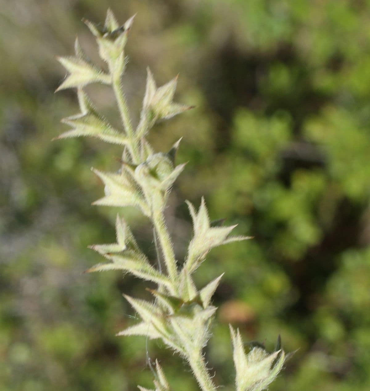 Teucrium pseudochamaepitys 11