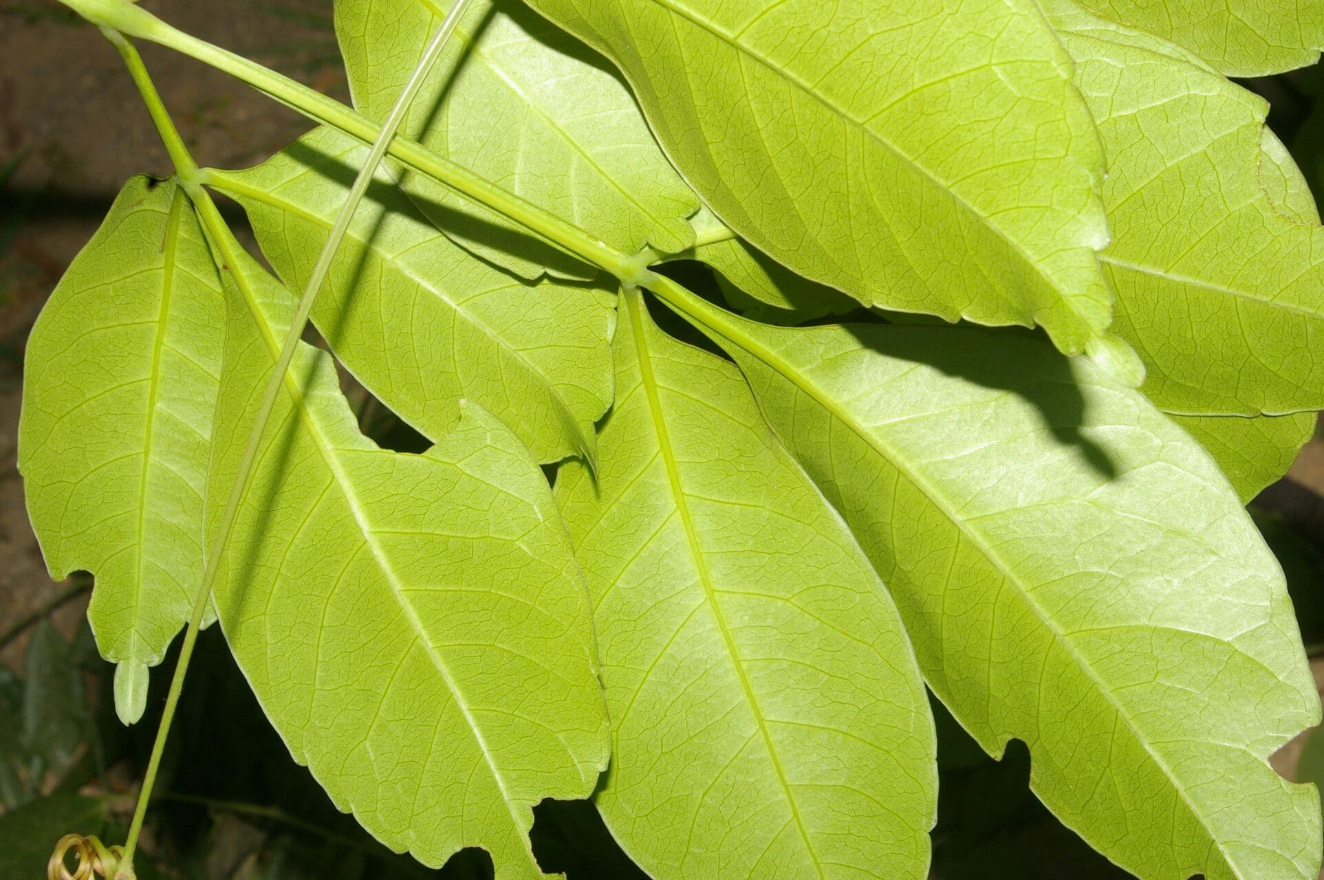 Serjania 5