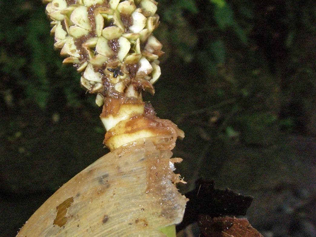 Asplundia 2