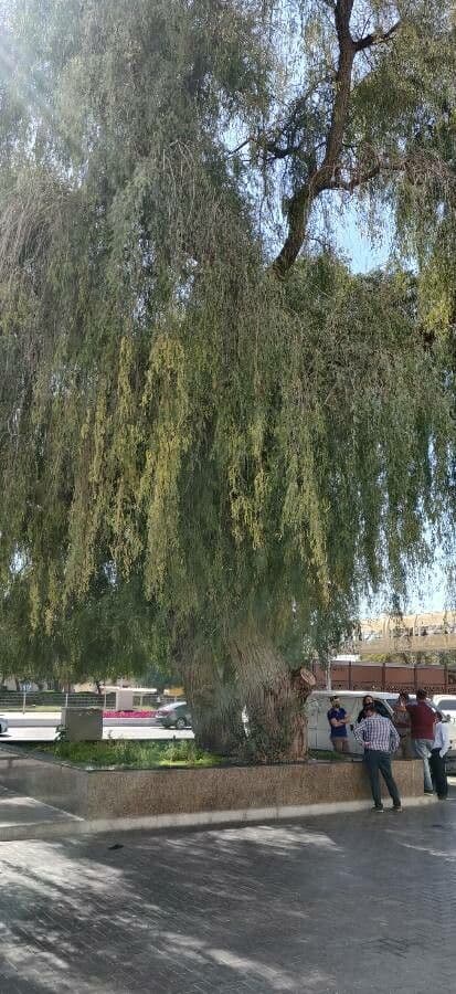 Prosopis 6