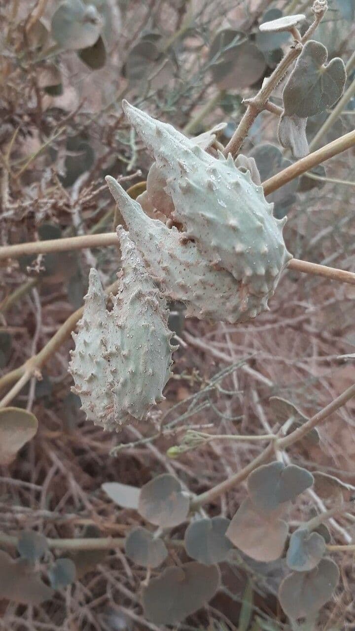 Pergularia tomentosa