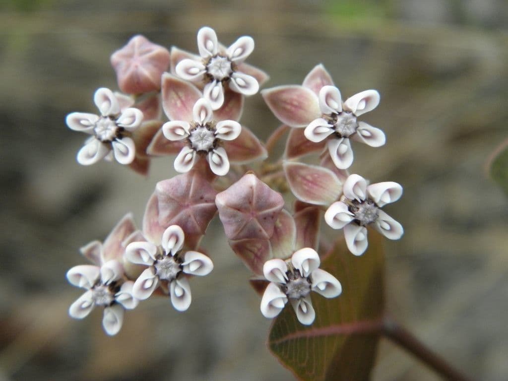 Asclepias 3